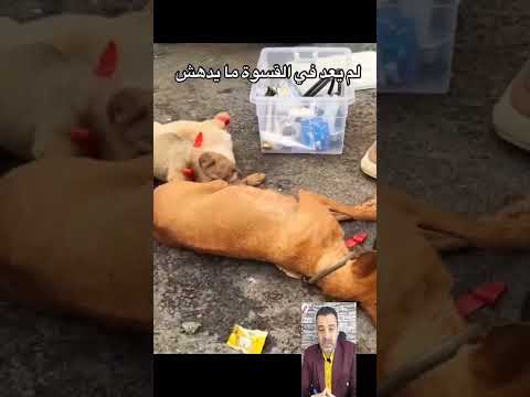 شاهد ماذا فعل الدكتور مع الكلبة