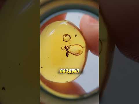 Что скрывал янтарь миллионы лет? 😱😨