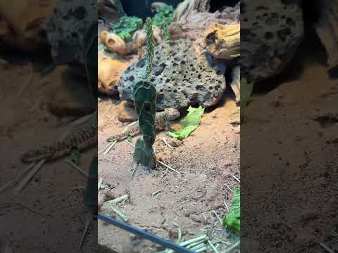What is this lizard doing?