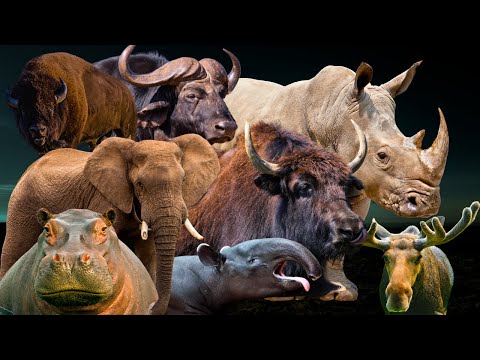 Most Powerful Herbivorous Animals in the World