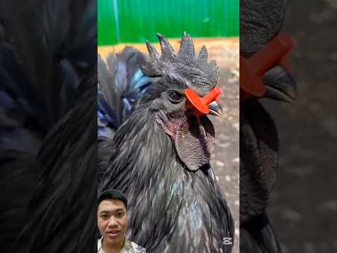 Những Dụng Cụ Đơn Giản Giúp Cho Nuôi Được Nhiều Gà Hơn #chicken #freerangechickens #farmer
