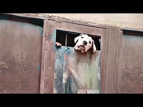 She Was Trapped in a Rotten House, Starving and Alone—Now She Sleeps in Love and Safety!