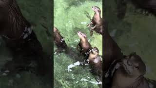 Jal biladi surat zoo sarthana #suratzoo