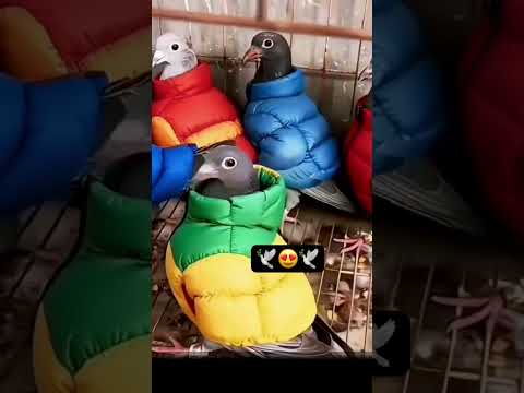 Pigeon style 😍🕊 #pigeon #kabootar #shorts