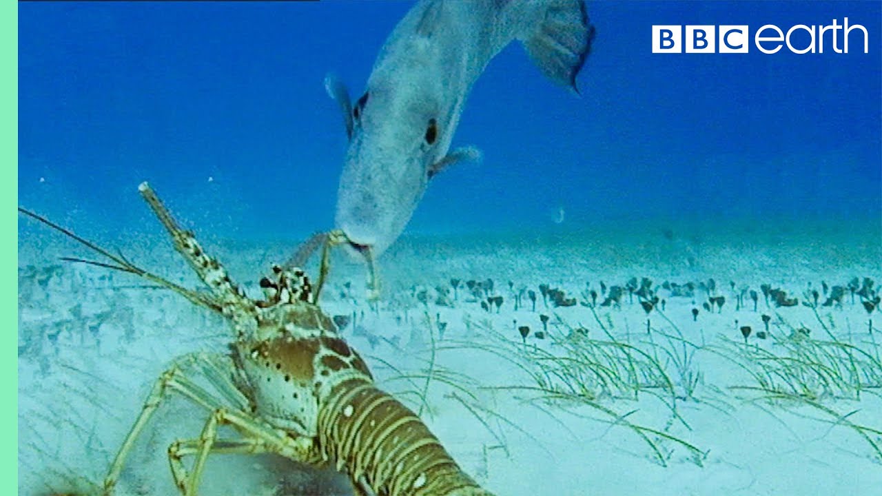 Lobsters Vs Trigger Fish Trials Of Life BBC Earth