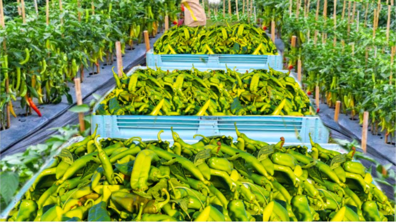 How Produce Thousand of tons of Green Chili by Modern agriculture Technology. Green Chili Farming