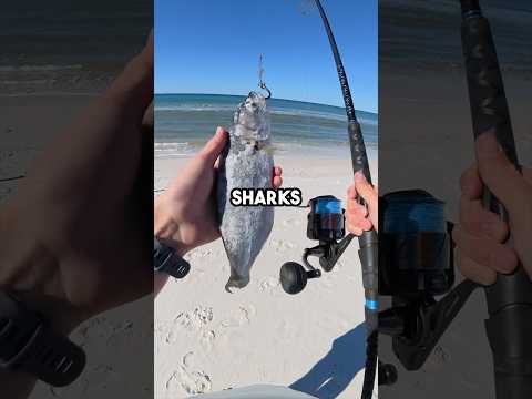 Fishing for Sharks! #fishingvideo #fish #fishinglure #fishing #saltwaterfix