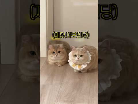 발 다친 집사를 놀리던 냥이의 최후