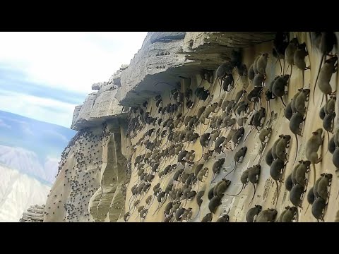 Почему Миллионы Животных Покидают США?