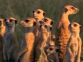 Family Structures in Animals