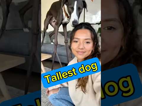 tallest dog in the world trips and fall 🤭 #Shorts #FunnyDogs #Animals