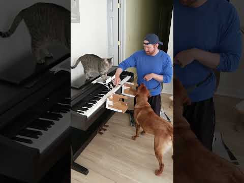 Cat and Dog Play Piano