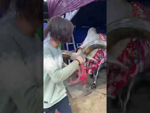 WEST BENGAL MOST HUGE HORN KANKAREJ ENTRY FROM PATHAN CATTLE#shorts#viral#trending#youtubeshorts
