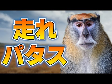 最速のパタスモンキー、あっけなく捕まる