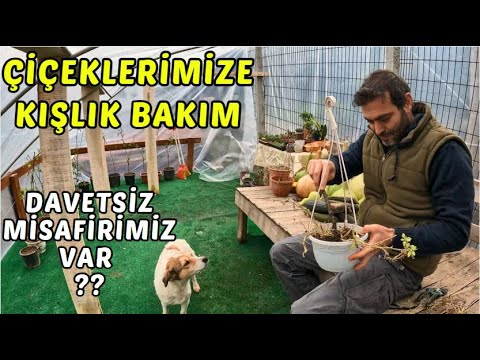 ÇİÇEKLERİMİZE KIŞLIK BAKIM | DAVETSİZ MİSAFİRİMİZ VAR ! | CÜCE HOROZ CÜCE KEÇİMİZİ DİZGİNLEDİ