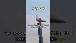 Is this Seagull Real or Fake? 😂