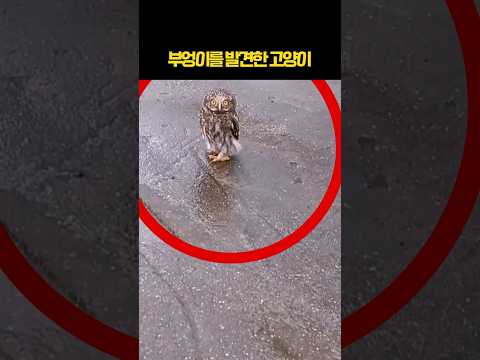 길에서 부엉이를 발견한 고양이