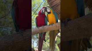 Macaw Species ♥️✨