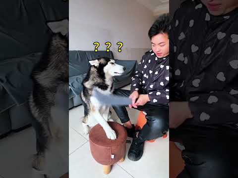 Dog: You are really mean!,Who doesn’t have a stupid dog at home ? People and dogs always have a dog