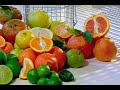 Natural Antibiotics and Their Benefits