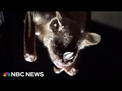 YouTube video thumbnail: ‘I got a Taste of it’: Bat Flies Into Woman’s Mouth in Arizona