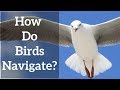 Bird Navigation Methods and Mechanisms