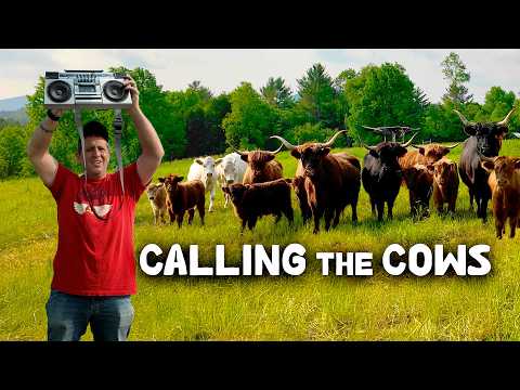 Calling Cattle with Music (And Other WEIRD Farm Hacks)