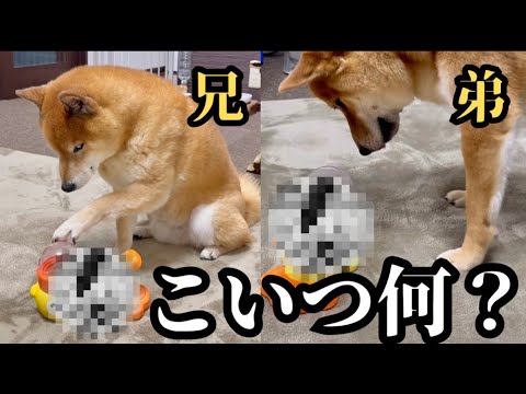 【挑戦】NEWアイテムを進呈するも、思てたんと違い過ぎた柴犬兄弟
