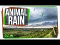 Animal Rain and Related Phenomena