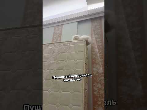 #изобилие #cat #балансвселенной #юмор #здороваяэнергия #кот #силасознания #прикол #метафизик