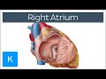 Understanding the Right Atrium of the Heart