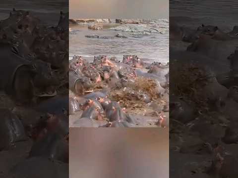 hippos take revenge on crocodile 🤯 #shorts