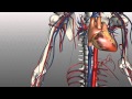 Veins and Their Functions