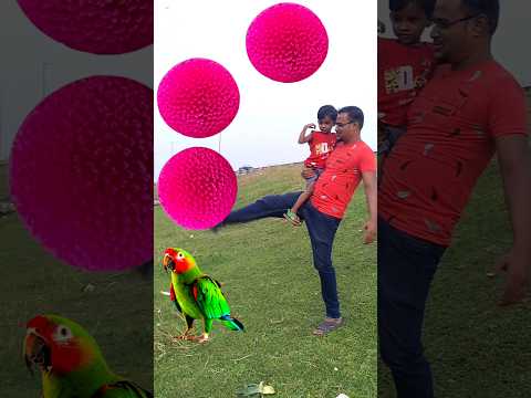 Rounding pink kadambas to Duck, Peacock, Pigeon & Parrot - Birds names magic video