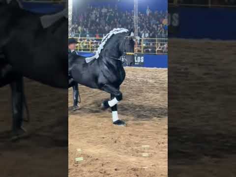 #cavalo #cavalos #marchadores #playvaquejada #pecuarista #horse #fazenda #agro #vaquejada #pecuaria
