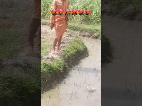 Buri Halat me pani me gire kabutar