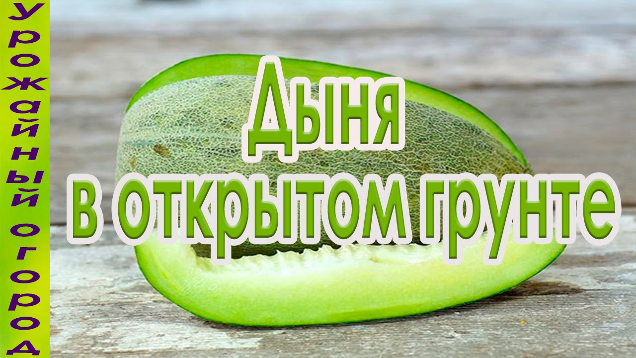Выращивание дынь в открытом грунте