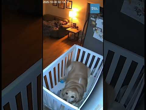 Golden Retriever Covers Baby Seconds Before Fridge Explosion