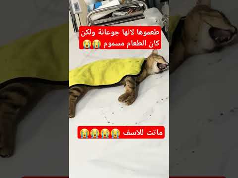 طلب منهم طعام كانوا كرماء وقدموا لها السم في الطعام وماتت ما قدرت اعمل شي 😭😭😭وما أقسى الناس