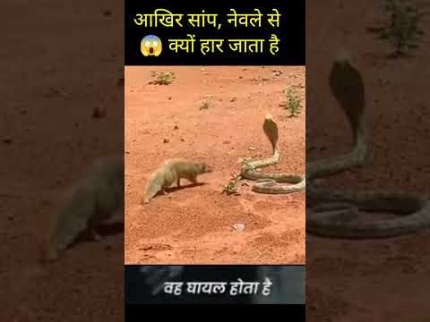 3 million views ? नेवला हमेशा सांप से क्यों हारता है ? mongoose vs snake  #shorts