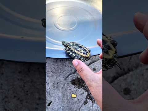 ¡Último Caramelo Tortuga Cayó Al Agua! 😲😢❤️