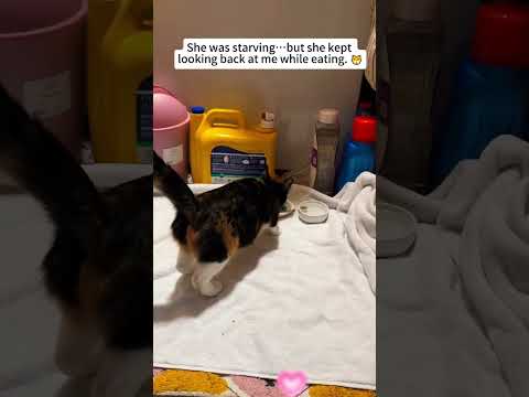 The cat chose her—and never let go 🥺🐱#rescue #heartwarming #lovestory #fyp #animalrescue #family