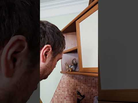 Как белки помогают делать яблочный сок #белкавдоме