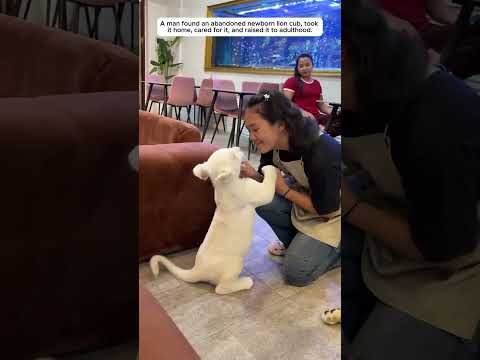Abandoned white lion cub, luckily a man saved it..