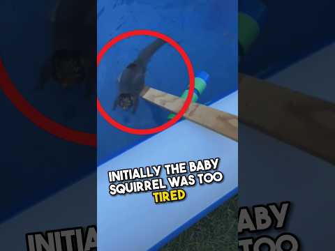 Baby Squirrel Saved From Swimming Pool?โค๏ธ