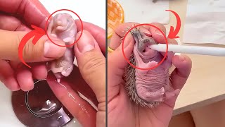 Kind-hearted girl saves hedgehog's life😨❤️