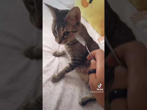 Hay que salvar a los gatitos😹 #shorts