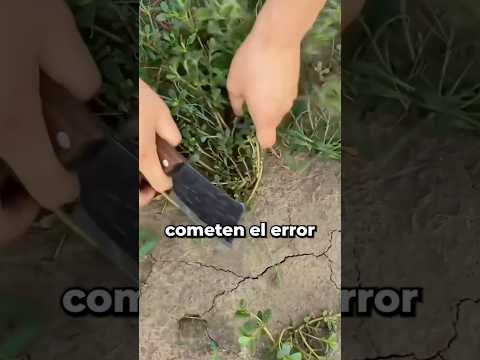 Si alguna vez ves esta planta en tu jardÃn, no la arranques !