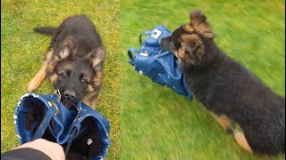 Cute Puppy vs Purse - The Diary Evo the German Shepherd Dog Day 80