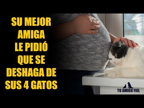 SU MEJOR AMIGA LE PIDIÓ QUE SE DESHAGA DE SUS 4 GATAS POR ESTAR EMBARAZADA | Tu Amigo Fiel #reddit